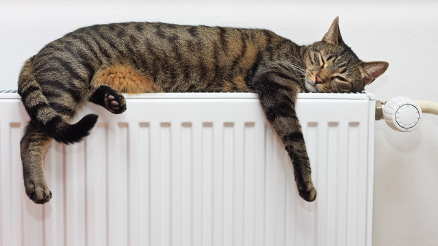 Black cat radiator wall heater free wallpaper - medium preview image