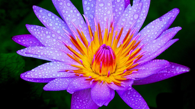 Purple flower water droplets butterfly free wallpaper - medium preview image