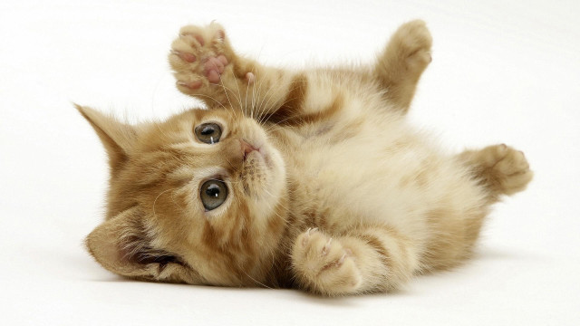 Kitten rolling on back cute free wallpaper - medium preview image