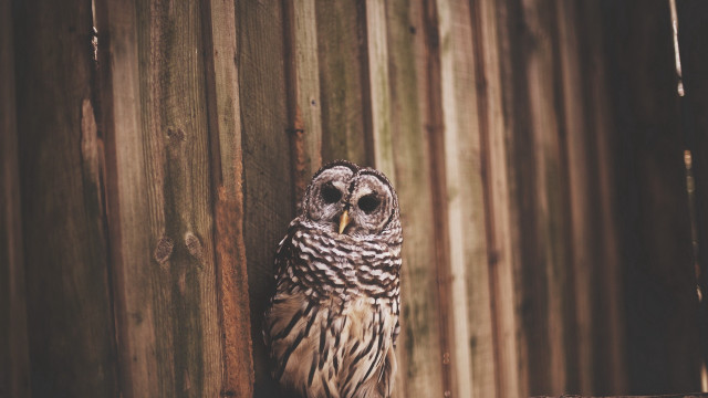Small owl fence post beach free wallpaper - medium preview image