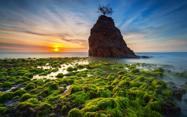 Rock formation tree ocean moss free wallpaper - medium preview image