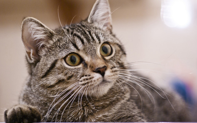 Cat looking up table paw free wallpaper - medium preview image