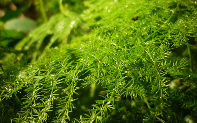 Green plant water droplets macro #9 free wallpaper - medium preview image