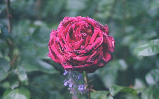 Red rose green leaves blurry #6 free wallpaper - medium preview image