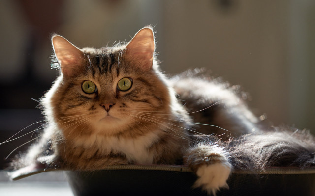 Cat black bowl table wall free wallpaper - medium preview image