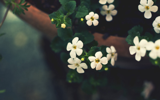 White flowers potted table green free wallpaper - medium preview image