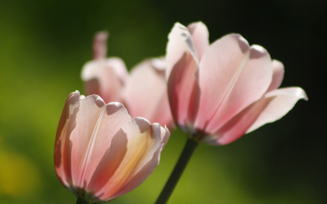 Pink flowers macro shallow depth free wallpaper - medium preview image