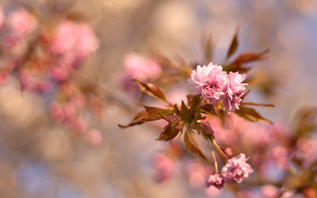 Pink flowers branch sakura impressionism free wallpaper - medium preview image