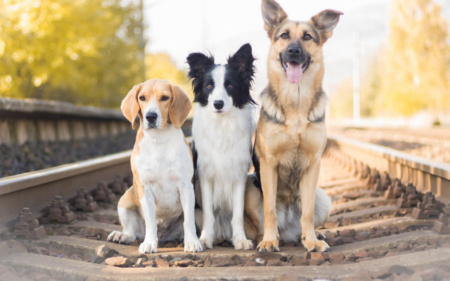 Three dogs train track panting free wallpaper - medium preview image