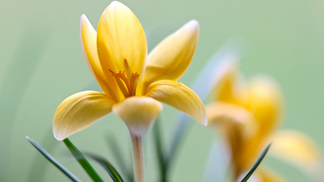 Yellow flower macro blurry background #3 free wallpaper - medium preview image