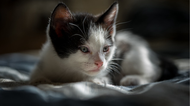 Black white kitten bed blanket free wallpaper - medium preview image