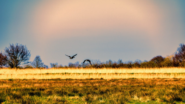 Two birds flying grassy field free wallpaper - medium preview image