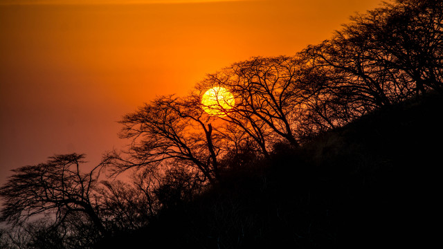 Sunset trees background yellow sun free wallpaper - medium preview image