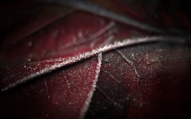 Leaf water drops macro night free wallpaper - medium preview image