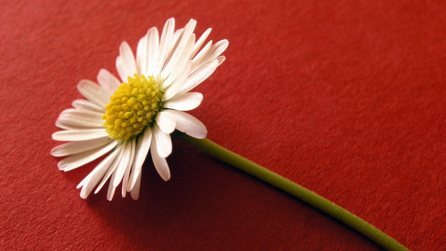 White flower red surface green free wallpaper - medium preview image