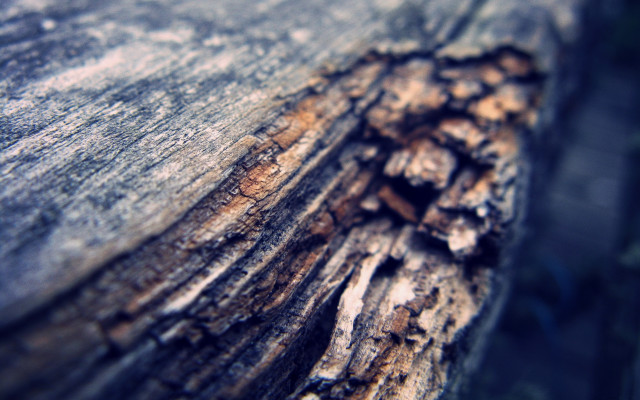 Tree trunk closeup bark hole free wallpaper - medium preview image