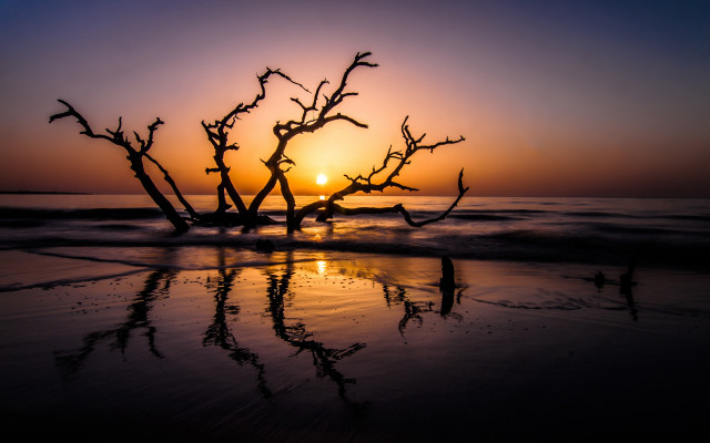 Silhouetted tree branch sunset beach free wallpaper - medium preview image