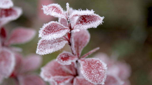 Frosted plant macro winter blurry #2 free wallpaper - medium preview image