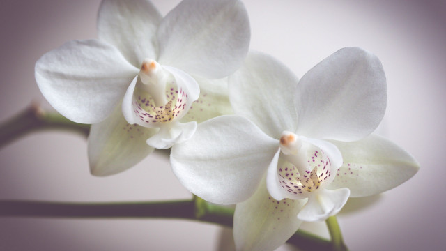 White flowers purple background macro free wallpaper - medium preview image