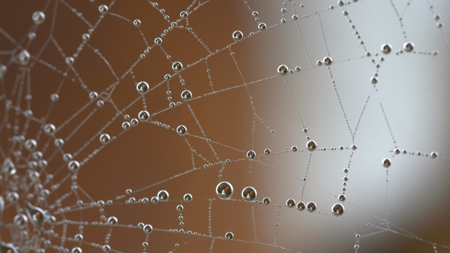 Spider web water drops gothic free wallpaper - medium preview image