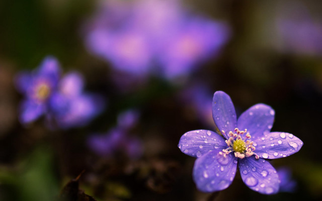 Purple water droplets macro flower free wallpaper - medium preview image