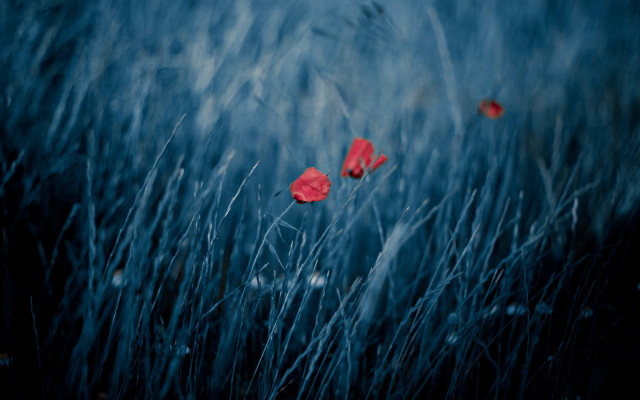 Tall grass red flowers blue free wallpaper - medium preview image