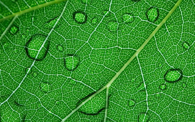 Green leaf water droplets macro #37 free wallpaper - medium preview image
