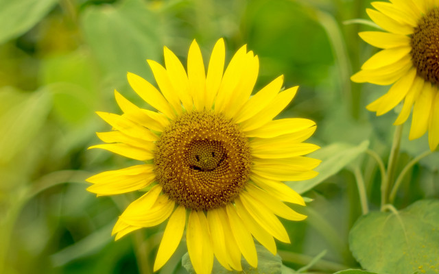 Sunflower cheerful macro ecological field free wallpaper - medium preview image