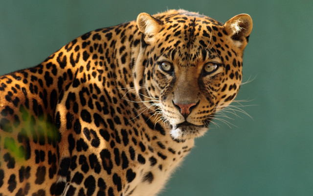Leopard closeup green background animal free wallpaper - medium preview image