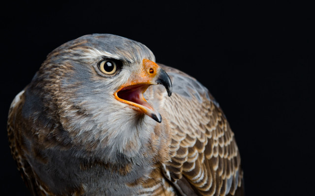 Bird beak open owl animal free wallpaper - medium preview image