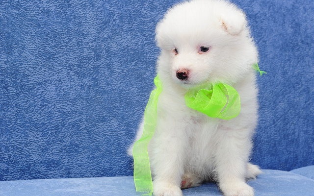 Small white dog green bow free wallpaper - medium preview image