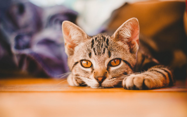 Cat looking camera blurry background #2 free wallpaper - medium preview image