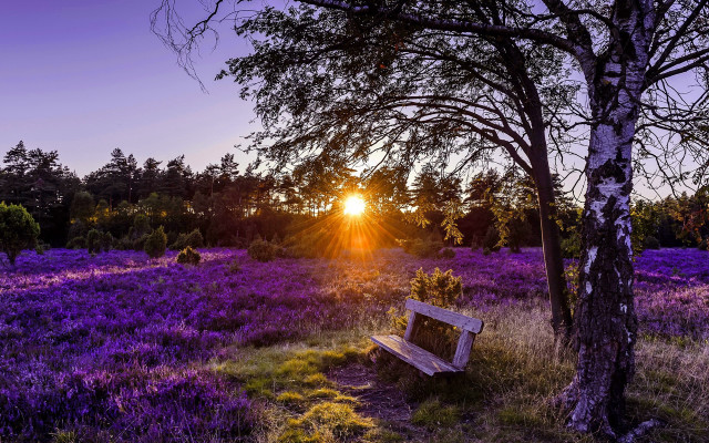 Bench purpleflowers sunset forest lensflare free wallpaper - medium preview image