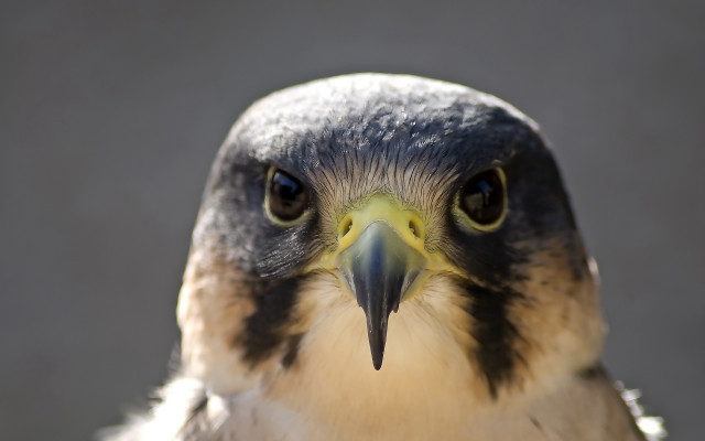 Bird beak closeup yellow black free wallpaper - medium preview image