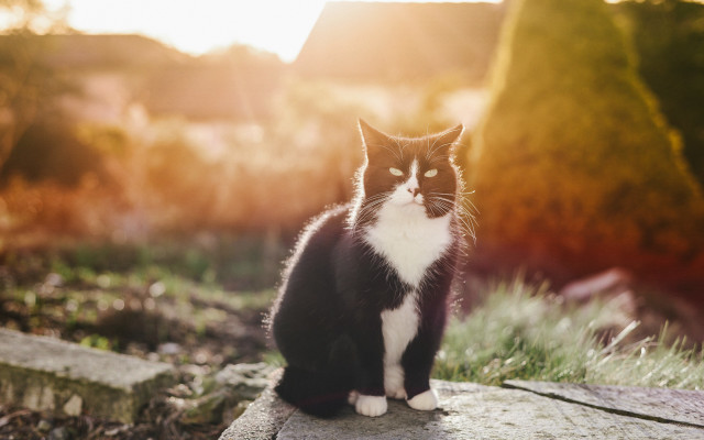 Black white cat sitting on free wallpaper - medium preview image
