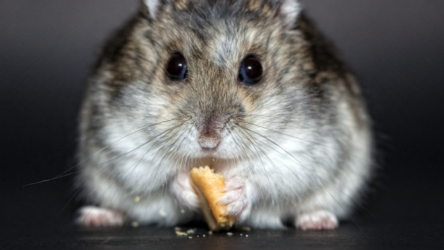 Chippy rodent eating food black free wallpaper - medium preview image