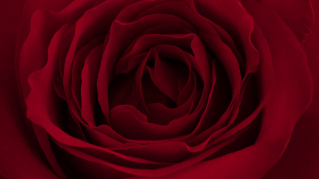 Red rose white border neo free wallpaper - medium preview image