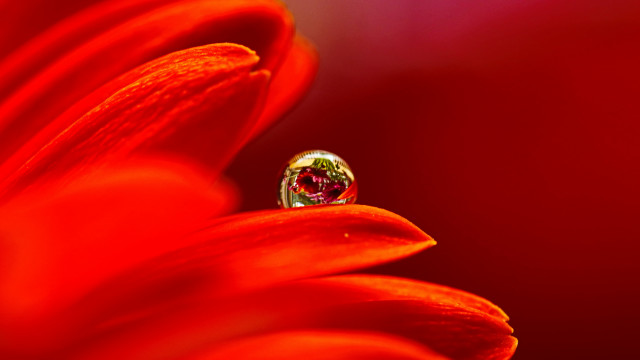 Flower diamond ring macro red free wallpaper - medium preview image