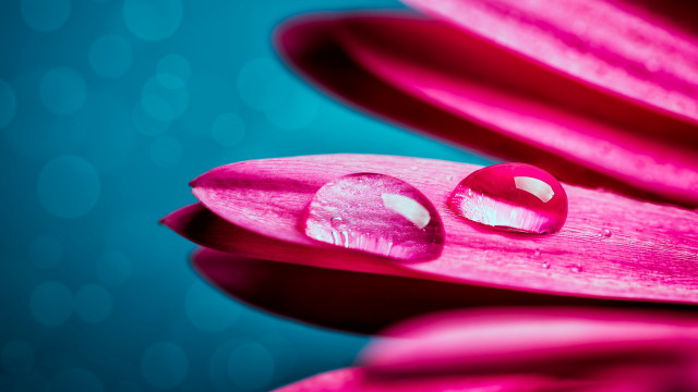 Pink flower water drops bokeh free wallpaper - medium preview image