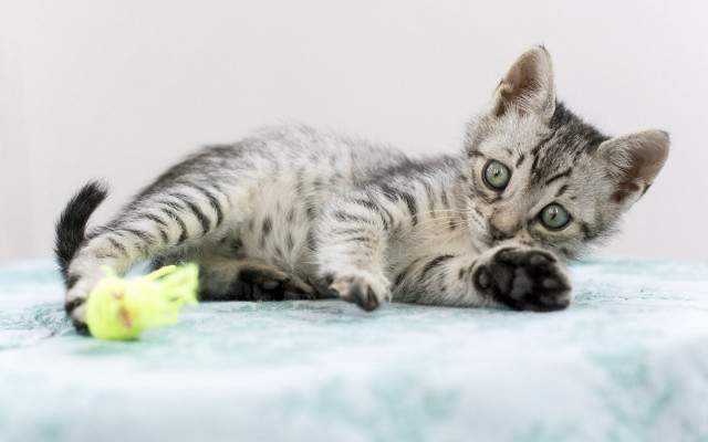 Kitten toy bed white wall free wallpaper - medium preview image