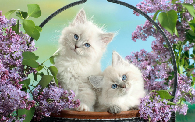 White kittens basket lilacs blue free wallpaper - medium preview image