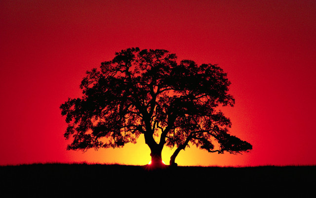 Silhouetted tree red sky sunset free wallpaper - medium preview image