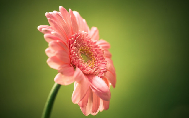 Pink flower green background macro free wallpaper - medium preview image