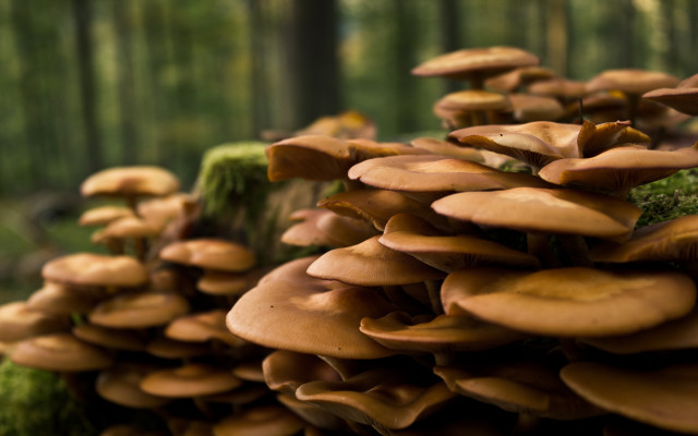 Mushrooms tree stump forest macro free wallpaper - medium preview image