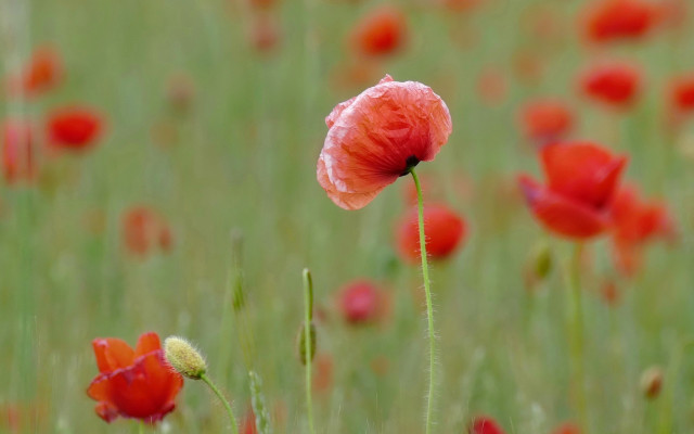 Red flower field bokeh impressionist free wallpaper - medium preview image