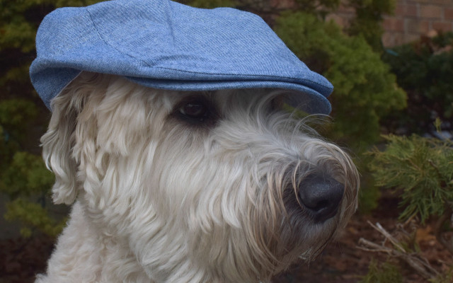 White dog blue hat bush free wallpaper - medium preview image