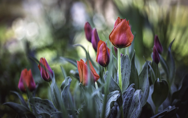 Red flowers grass blurry background free wallpaper - medium preview image