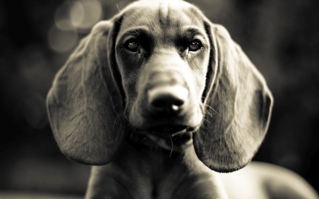 Sad dog collar black white free wallpaper - medium preview image