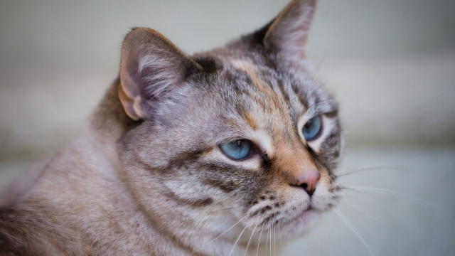 Blue eyes cat looking shallow free wallpaper - medium preview image