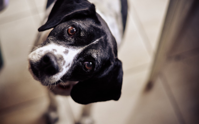 Black white dog sad look #2 free wallpaper - medium preview image